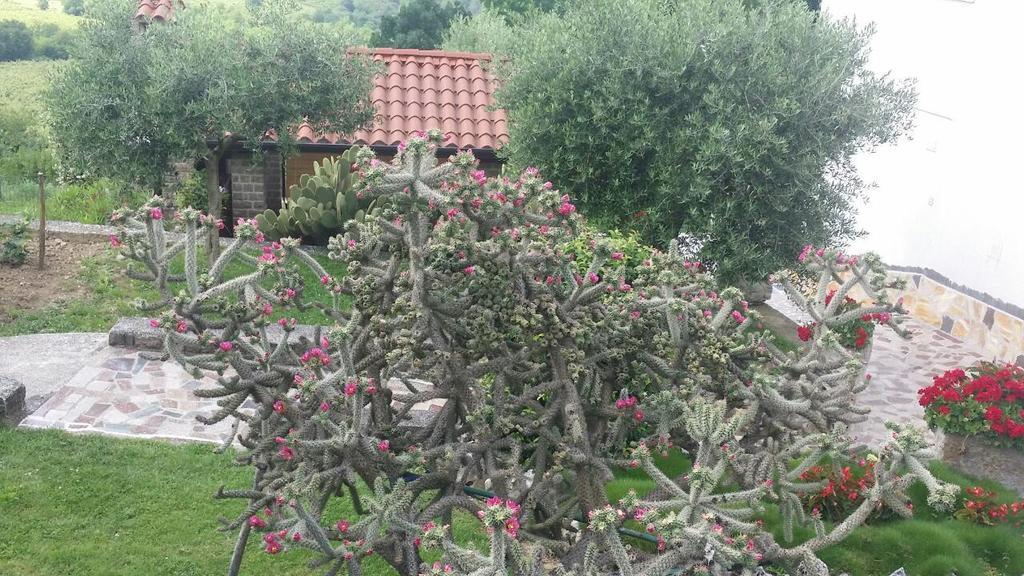 Guest House Nena Motovun Exterior foto